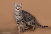 Кошка Tambolux Cleopatra (Savannah F2)