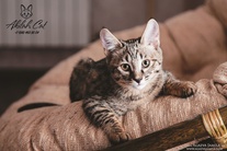 Кошка AkilahCat Shani (Savannah F3)