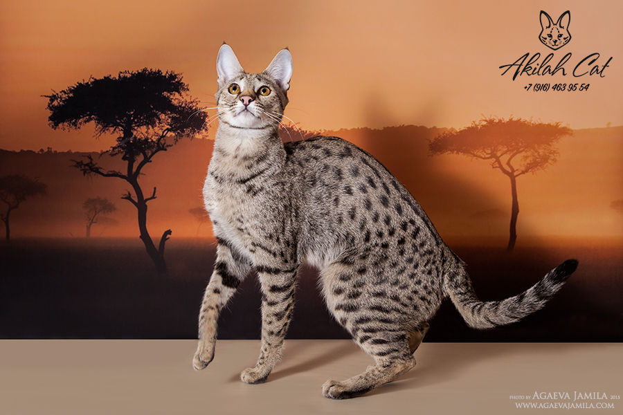 are savannah cats like dogs